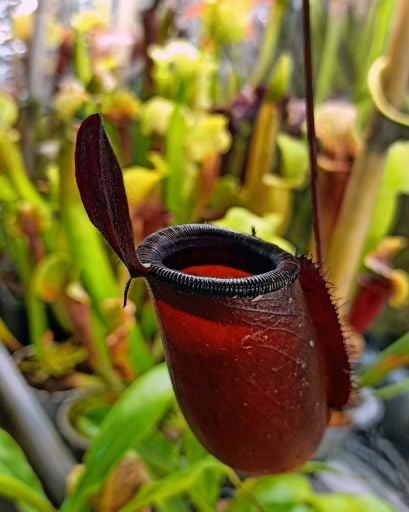 Nepenthes